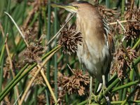 Woudapie 1  Little Bittern - Frieda Prinsloo 2012 : frieda